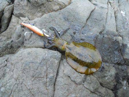 エギングで磯のアオリイカ釣り