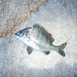 夕方～エビ撒き釣りで根魚