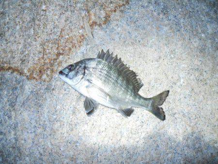 夕方～エビ撒き釣りで根魚
