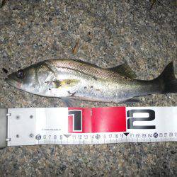 夕方～雨天のエビ撒き釣り