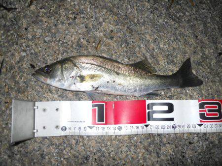 夕方～雨天のエビ撒き釣り
