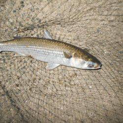 良型シーバスゲット♪