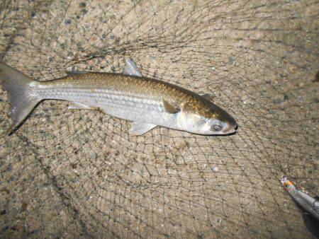 良型シーバスゲット♪