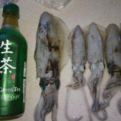 久々のエギング投稿