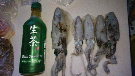 久々のエギング投稿