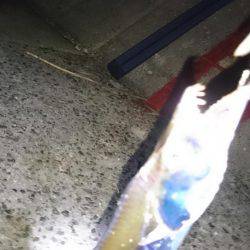 修行!サーベルハント