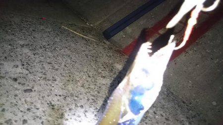 修行！サーベルハント