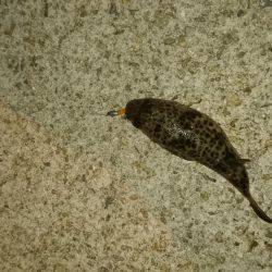 エギング時々アジング