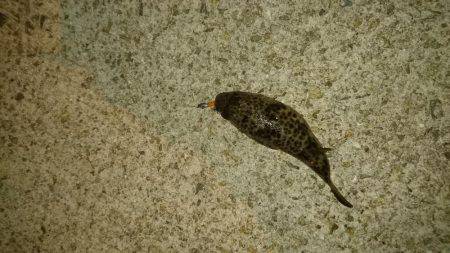 エギング時々アジング