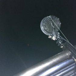 夜サビキで小アジと中サバ