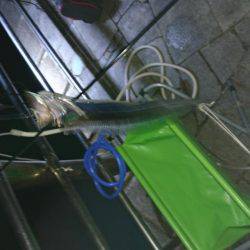 夜釣りで夜サビキとタチウオ