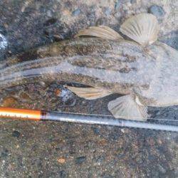 仕事前の朝練で三目キャッチ