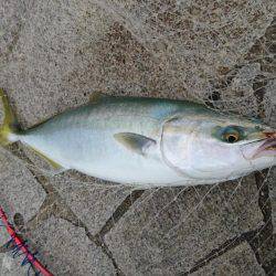 ノマセでハマチ、ツバス爆釣