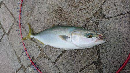 ノマセでハマチ、ツバス爆釣