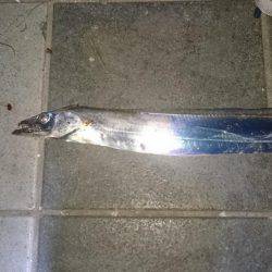 タチタチ釣りました