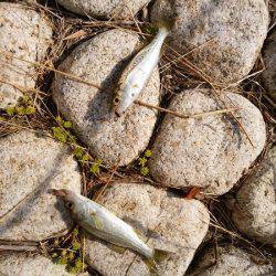 明石川河口で8目釣り