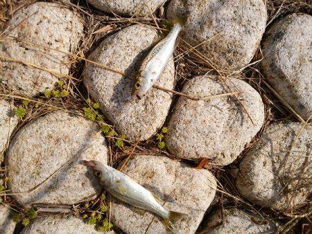 明石川河口で8目釣り