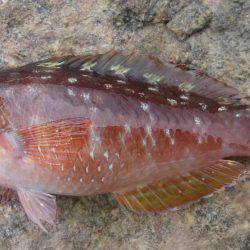 のんびり探り釣り