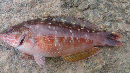 のんびり探り釣り