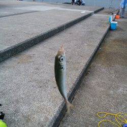 大蔵海岸でえんぴつサヨリ