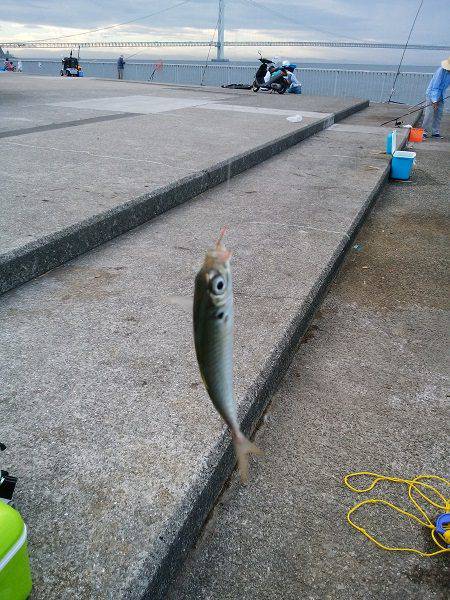 大蔵海岸でえんぴつサヨリ