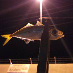 小島からの雑が崎