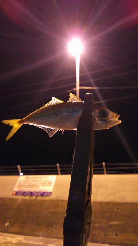 小島からの雑が崎