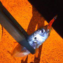 台風のあとアジング