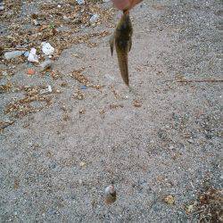 明石川河口サーフでキス釣り