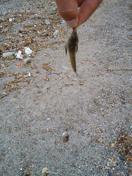 明石川河口サーフでキス釣り