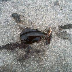 アオリイカの新子で沖漬け