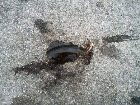 アオリイカの新子で沖漬け