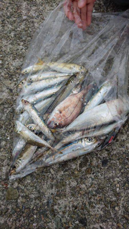 北公園サビキ継続的に釣れてます