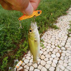 明石川のライトゲームでメッキ