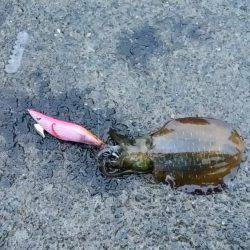 アオリ今秋初釣行