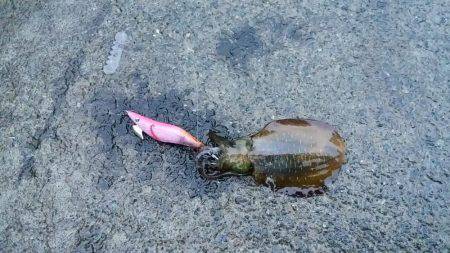 アオリ今秋初釣行