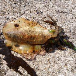 大蔵海岸でえんぴつサヨリ&アオリイカの新子