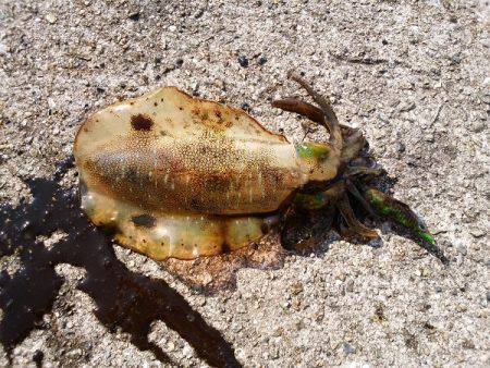 大蔵海岸でえんぴつサヨリ&アオリイ…