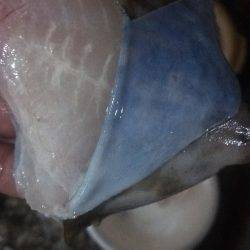 沼島カワハギ、サンバソウ