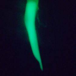 友人家族とワインド