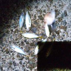 夜に涼しみにどうだろう？