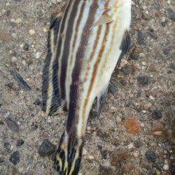 ゴンズイ爆釣 15品目達成