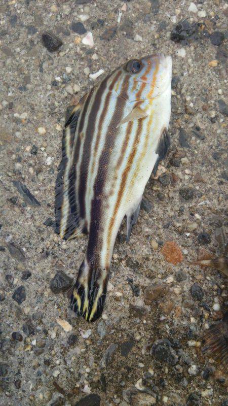 ゴンズイ爆釣 15品目達成