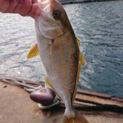 タイラバサビキでアカビラ(カンパチ)、アコウゲット！