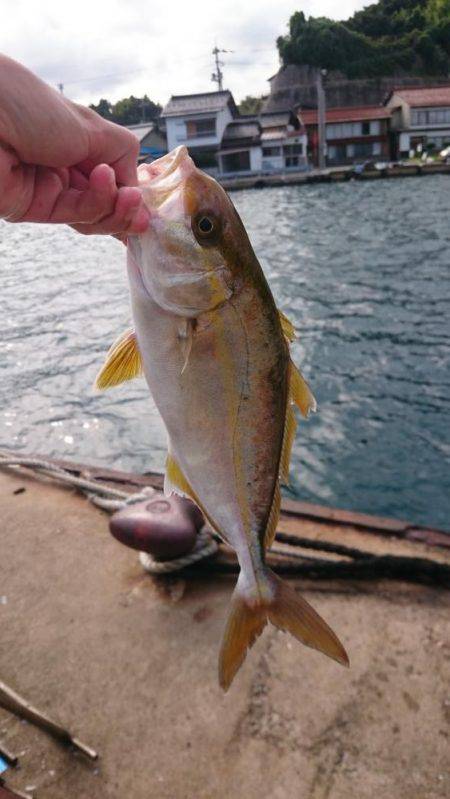 タイラバサビキでアカビラ(カンパチ)、アコウゲット！