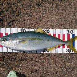 サビキで青物。今度はツバス！