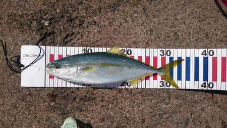 サビキで青物。今度はツバス！