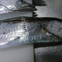 ここは日本かい?