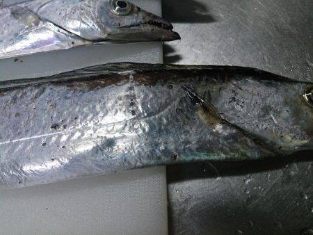 ここは日本かい?