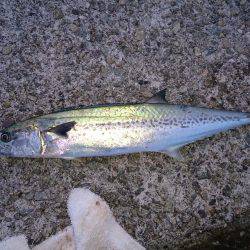 遊びすぎやで(笑)